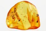 Three Detailed Fossil Ants (Dolichoderinae) In Baltic Amber #367257-1